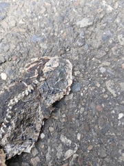 Fowlea flavipunctata