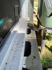 Cyclodomorphus gerrardii