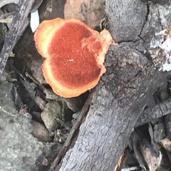 Trametes coccinea