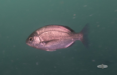 Pachymetopon blochii