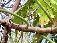 Philodendron lacerum