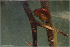 Tropisternus scutellaris