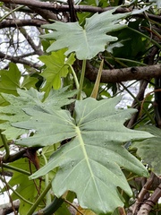 Philodendron lacerum