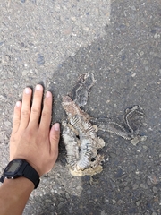 Fowlea flavipunctata