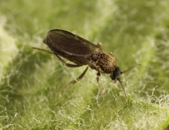 Forcipomyia