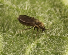Forcipomyia