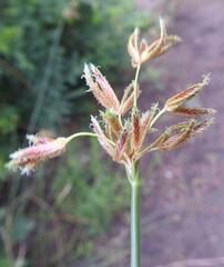 Cyperus marginatus