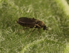 Forcipomyia