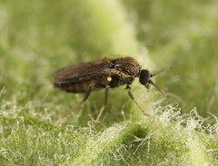 Forcipomyia