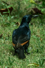 Onychognathus morio morio