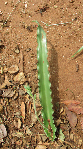 Dipcadi platyphyllum image