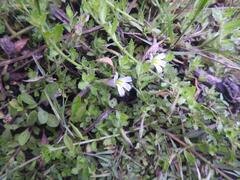 Lobelia thermalis