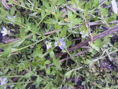 Lobelia thermalis