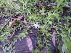 Lobelia thermalis