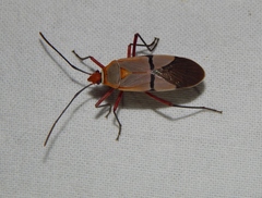 Dysdercus intermedius