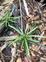 Podocarpus elongatus