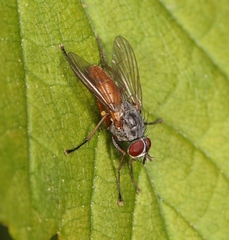 Pegomya bicolor