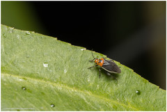 Aspidobothrys ruficeps