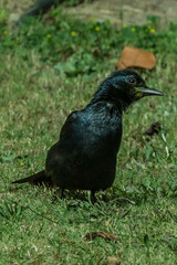 Onychognathus morio morio