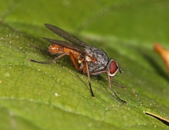 Pegomya bicolor