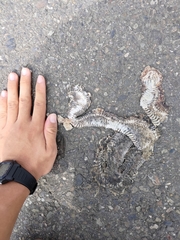 Fowlea flavipunctata