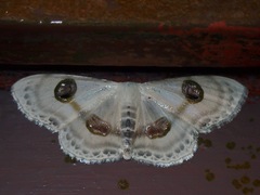 Problepsis borneamagna