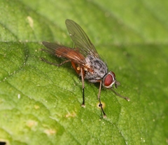Pegomya bicolor