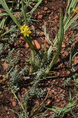 Hypoxis acuminata