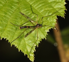 Ptychoptera lacustris