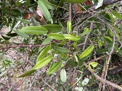 Dioscorea cirrhosa