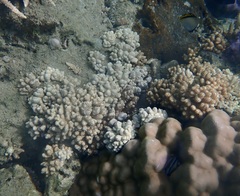 Cladiella