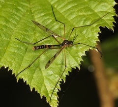 Ptychoptera lacustris