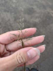 Eragrostis tenuifolia