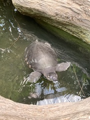 Carettochelys insculpta