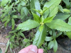 Sarcandra glabra