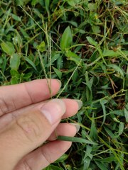 Digitaria violascens