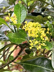 Psychotria capensis