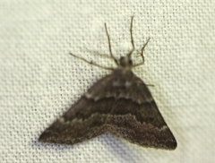 Dichromodes ainaria