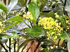 Psychotria capensis
