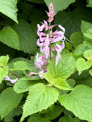 Ocimum labiatum
