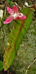 Hylocereeae