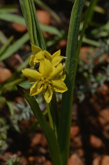 Hypoxis acuminata