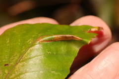 Phyllonorycter maestingella