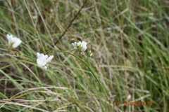Ixia orientalis