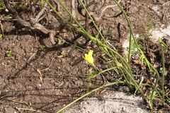 Bobartia longicyma