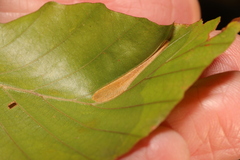 Phyllonorycter maestingella