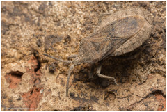 Spartocera brevicornis