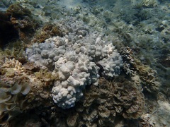 Cladiella