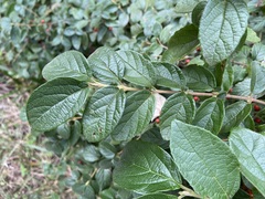 Viburnum luzonicum