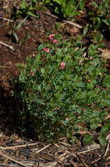 Indigofera comosa